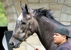 John Oxley's grade 1-winning homebred Dream Dancing schools in the paddock at Keeneland