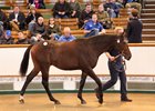 This Dubawi colt (Lot 222) topped the Oct. 4 session during Book 1 of the Tattersalls October yearling sale