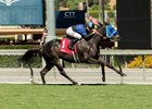 Blackjackcat preps for the Breeders' Cup with a win in the Obviously Mile at Santa Anita Park