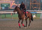 Flamboyant galloping last month ahead of his third-place finish in the Pattison Canadian International at Woodbine