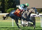 Significant Form wins the Miss Grillo Stakes