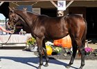 Hip 230, a Flatter filly, sold to John Hall as agent for Alan Burkhard
