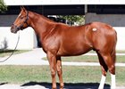Hip 1365, a Curlin colt sold to trainer Mark Casse for $400,000