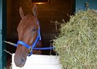 Gunnevera will run next in the Dec. 16 Harlan's Holiday Stakes at Gulfstream Park