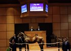 A Sky Mesa colt consigned as Hip 886 sells for $270,000 at Fasig-Tipton