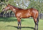 Hip 31, a Jimmy Creed colt, sold for $150,000 at the OBS October yearling sale