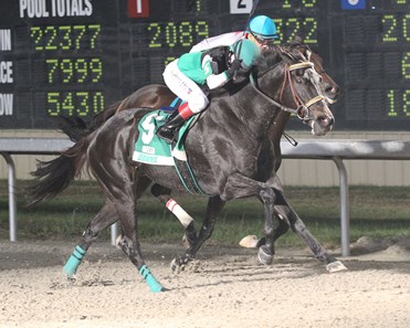 Nubin Ridge wins the 2017 Gold Cup