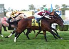 In a blanket finish Dalarna gets his nose on the wire to win the English Channel Stakes at Belmont Park