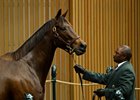 Cathryn Sophia hammers for $2.3 million at the Keeneland November sale
