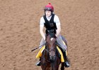 Coolmore's War Decree will represent Claiborne Farm stallion War Front in the Breeders' Cup Classic