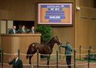 You're to Blame sells for $440,000 at the Keeneland November sale