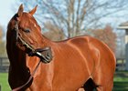 Gun Runner
Horses at the Keeneland November sale on Nov. 9, 2017 Keeneland in Lexington, KY.