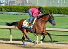 Hoppertunity <br><a target="blank" href="http://photos.bloodhorse.com/TripleCrown/2014-Triple-Crown/Kentucky-Derby-Workouts/i-Lvf7D2z">Order This Photo</a>