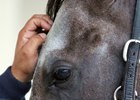 Arrogate retired with a North American record of $17,422,600 in earnings