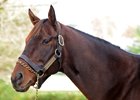 Runhappy at Claiborne Farm