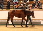 A Kodiac colt tops the Nov. 30 session of the Tattersalls December foal sale