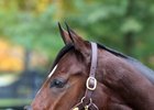 Songbird at the 2017 Fasig-Tipton November sale