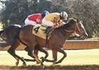 Scintillation ekes out a victory at Finger Lakes Gaming & Racetrack to become her sire's first winner