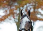 Clearsky Farms is the breeder of champion Arrogate, the richest North America-based racehorse in history