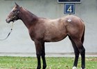Hip 20, American Pharaoh-Pulsating filly, 2017 Fasig-Tipton November Sale
