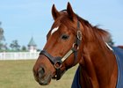 Point Given in his paddock at Calumet Farm