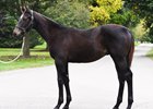 Hip 253 at the Keeneland November sale is an Empire Maker—Great Hot colt consigned by Gainesway