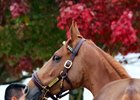 Stellar Wind