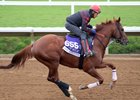 Giant Expectations trains toward the Breeders&#39; Cup Dirt Mile at Del Mar Nov. 1