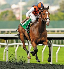 Editore with jockey Brice Blanc win the Berkeley Handicap (Grade III) $100,000 Guaranteed with a time of 1:43.37. Trained by Paulo H. Lobo.
Photo Credit: Shane Micheli/ Vassar Photography
Shane Micheli
Vassar Photography