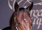 Bolt d'Oro in the Del Mar paddock ahead of the Breeders' Cup