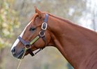 Lord Nelson at Spendthrift Farm
