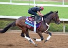 Catholic Boy training on the Del Mar main track ahead of the Breeders' Cup