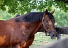 Lure at Claiborne Farm