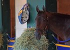 Mubtaahij at Del Mar ahead of the Breeders' Cup in November