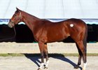 Storm the Hill topped the Nov. 11 session of the Keeneland November sale and will race for her new connections