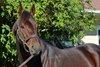 Connect at Lane’s End
Horses at the Keeneland November sale on Nov. 9, 2017 Keeneland in Lexington, KY.