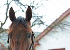 Keen Ice is one of four stallions Calumet Farm has added to its 2018 roster