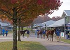 Weanlings are out for inspection during the Keeneland November breeding sale