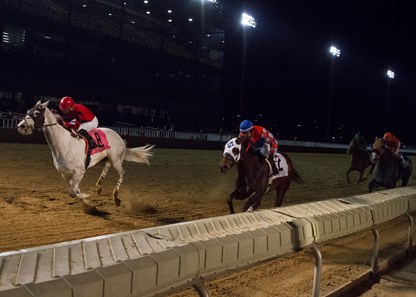 Scuba winning the Hawthorne Gold Cup at Hawthorne Racecourse on 11/25/17. Alonso Quinonez up.