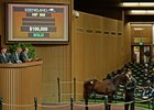 Hip 969, a colt by Verrazano, sells for $100,000 at the Keeneland November sale