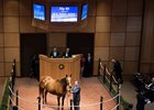 Hip 85 Land Over Sea from Taylor Made Sales
Horses at the Fasig-Tipton Kentucky November sale on Nov. 6, 2017 Fasig-Tipton in Lexington, KY.