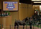 Sky Girl, a half sister to Kentucky Oaks winner Abel Tasman, sold for $1.5 million