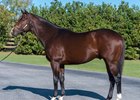Khozan at Journeyman Stud
