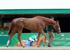 Champion Stellar Wind is among the grade 1 winners consigned to the Keeneland November sale