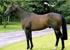Kodiac, a son of Danehill, at Tally-Ho Stud