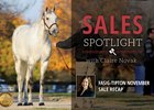 Fasig-Tipton November Sale Recap