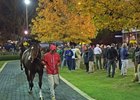 All eyes were on Songbird as the champion headed into the ring at the Fasig-Tipton November sale