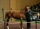 HIp 82, a filly by American Pharoah out of Life At Ten, brought $500,000 at the Keeneland November sale