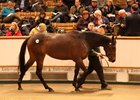 Group 1 winner Intricately sold to Jake Warren for 1.7 million guineas