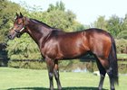 Bedford Falls is a half brother to Harlan's Holiday